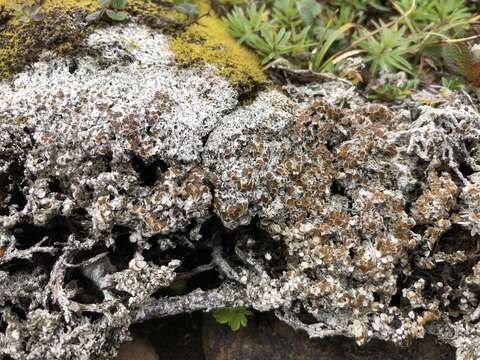 Image of rim lichen