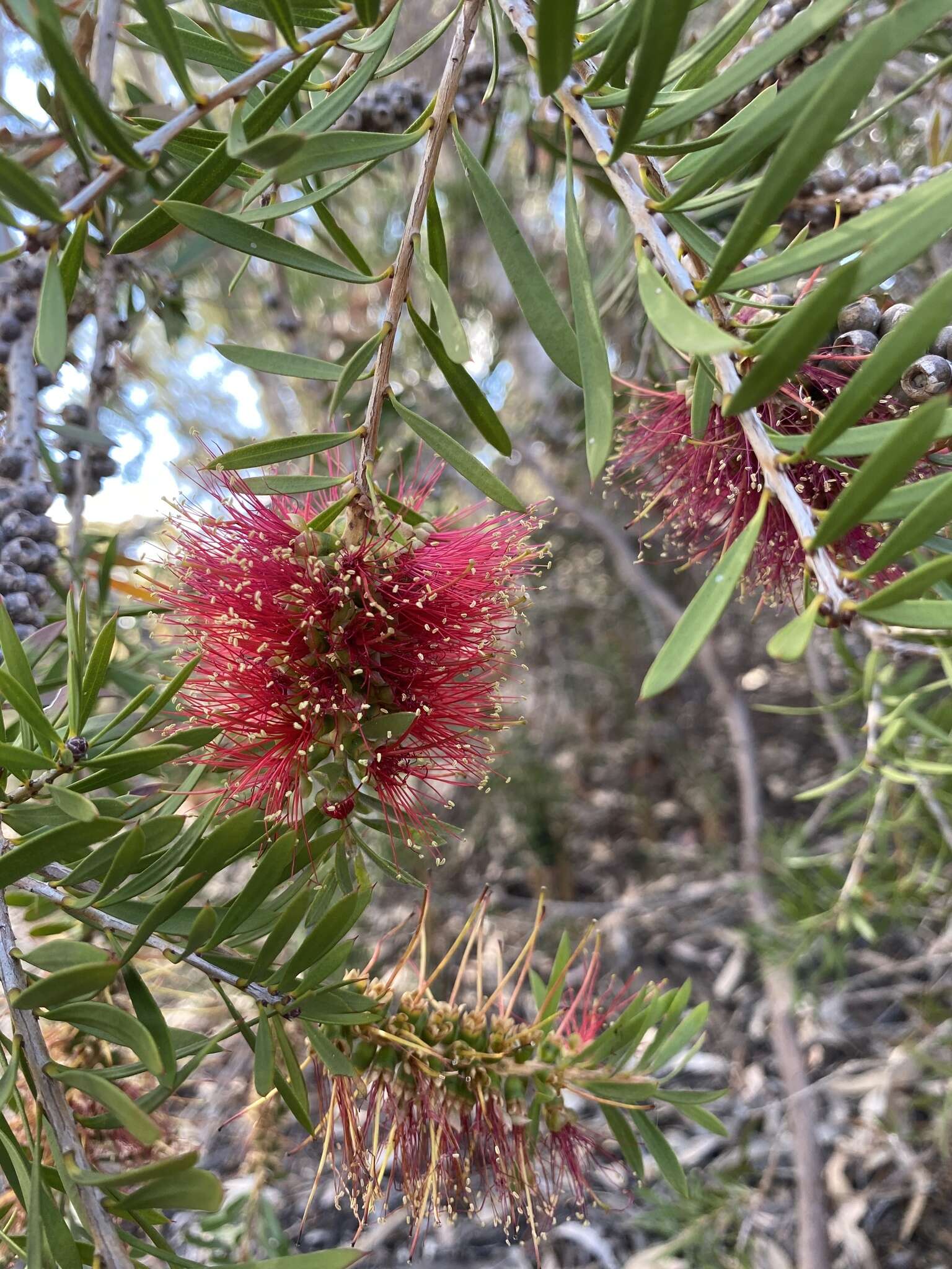 Image of scarlet bottlebrush