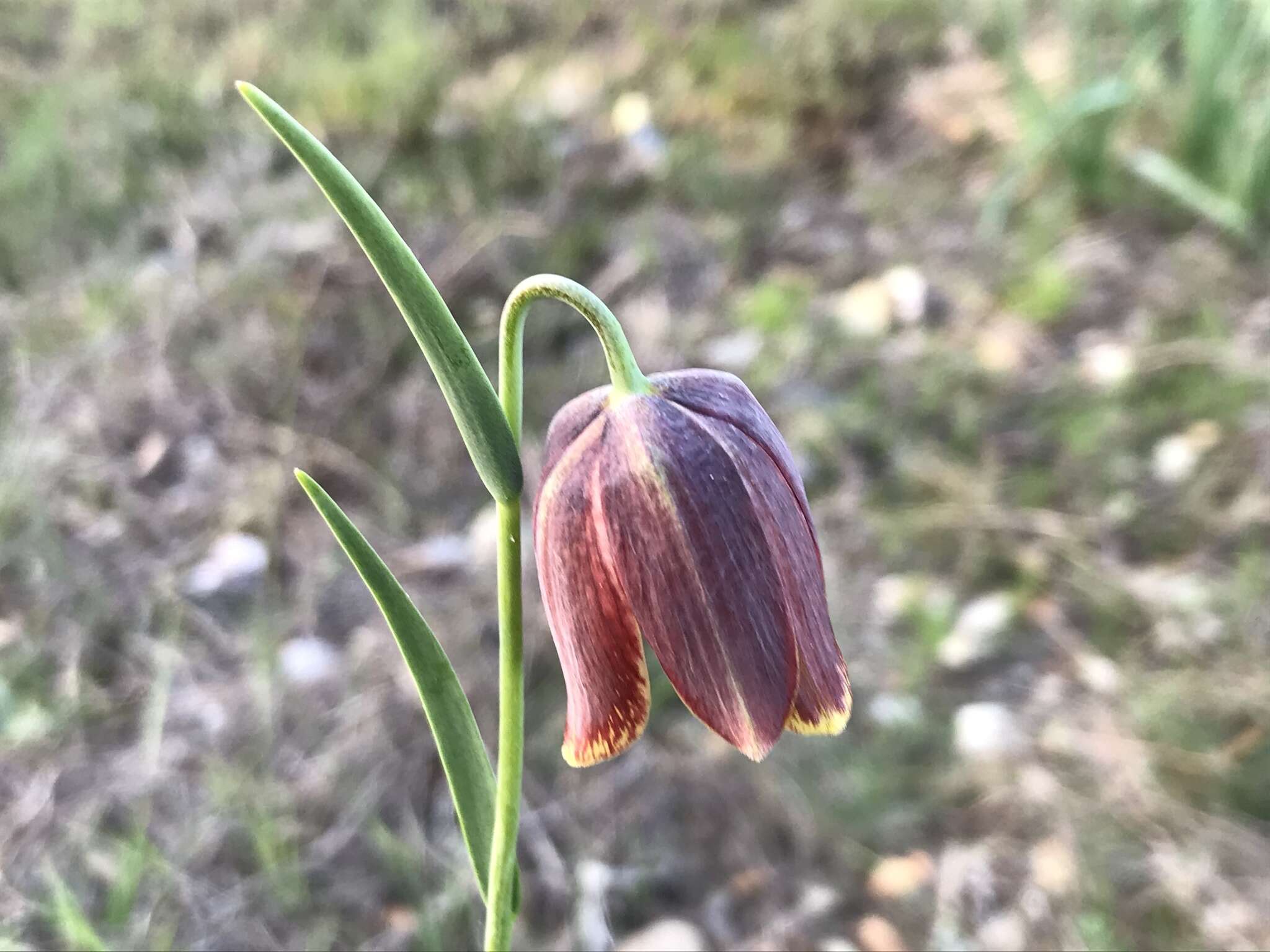 Image of Fritillaria lusitanica Wikstr.