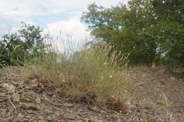 صورة Dianthus humilis Willd. ex Ledeb.