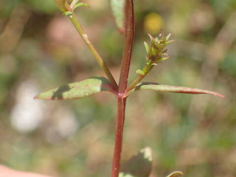 Image of Neurotheca loeselioides (Spruce ex Prog.) Baill.