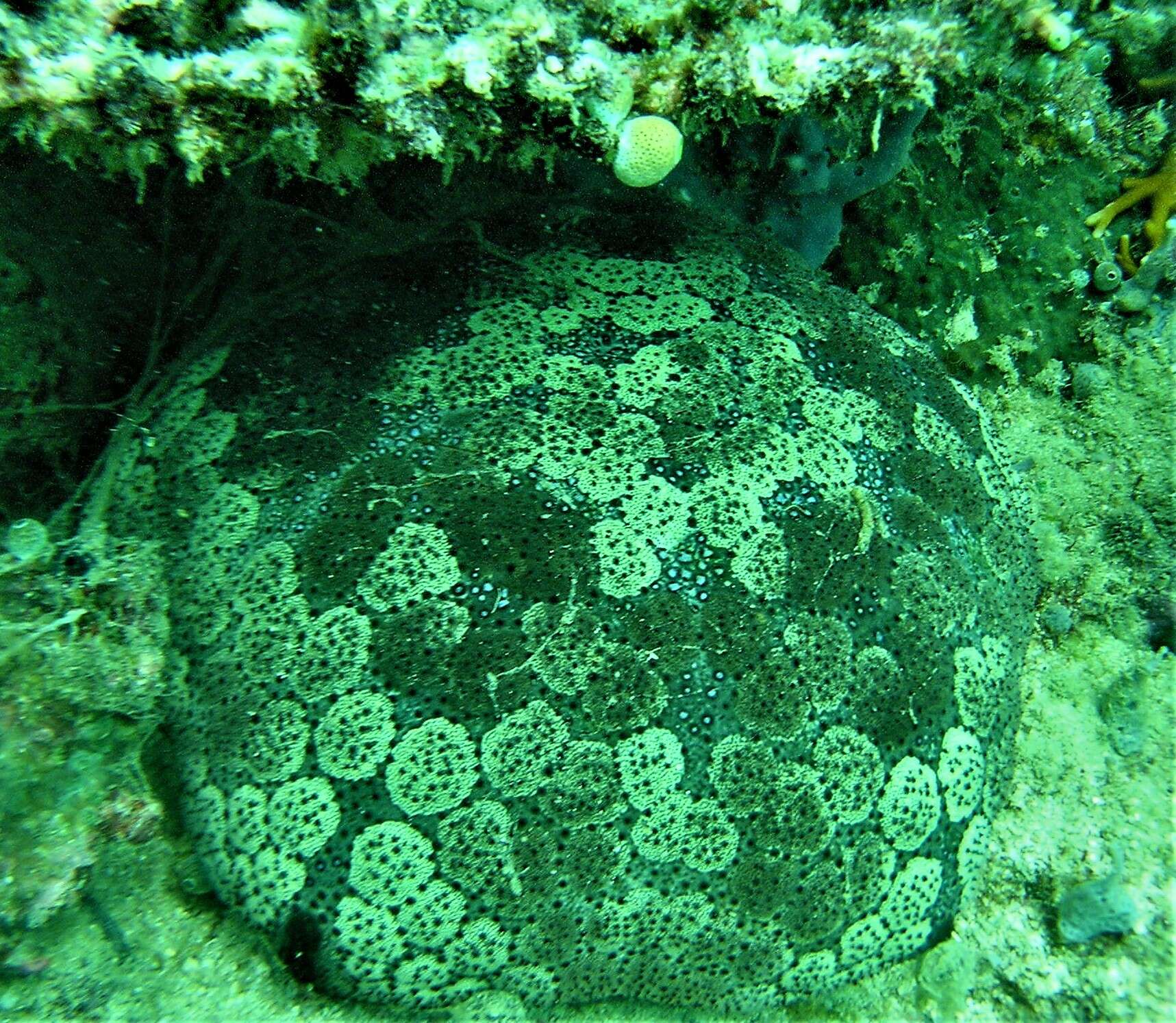 Image of Cushion star