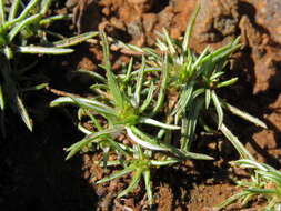 Image of Ifloga glomerata (Harv.) Fourc.