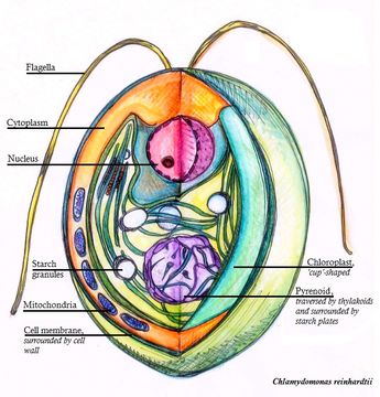 Image of <i>Chlamydomonas reinhardtii</i>