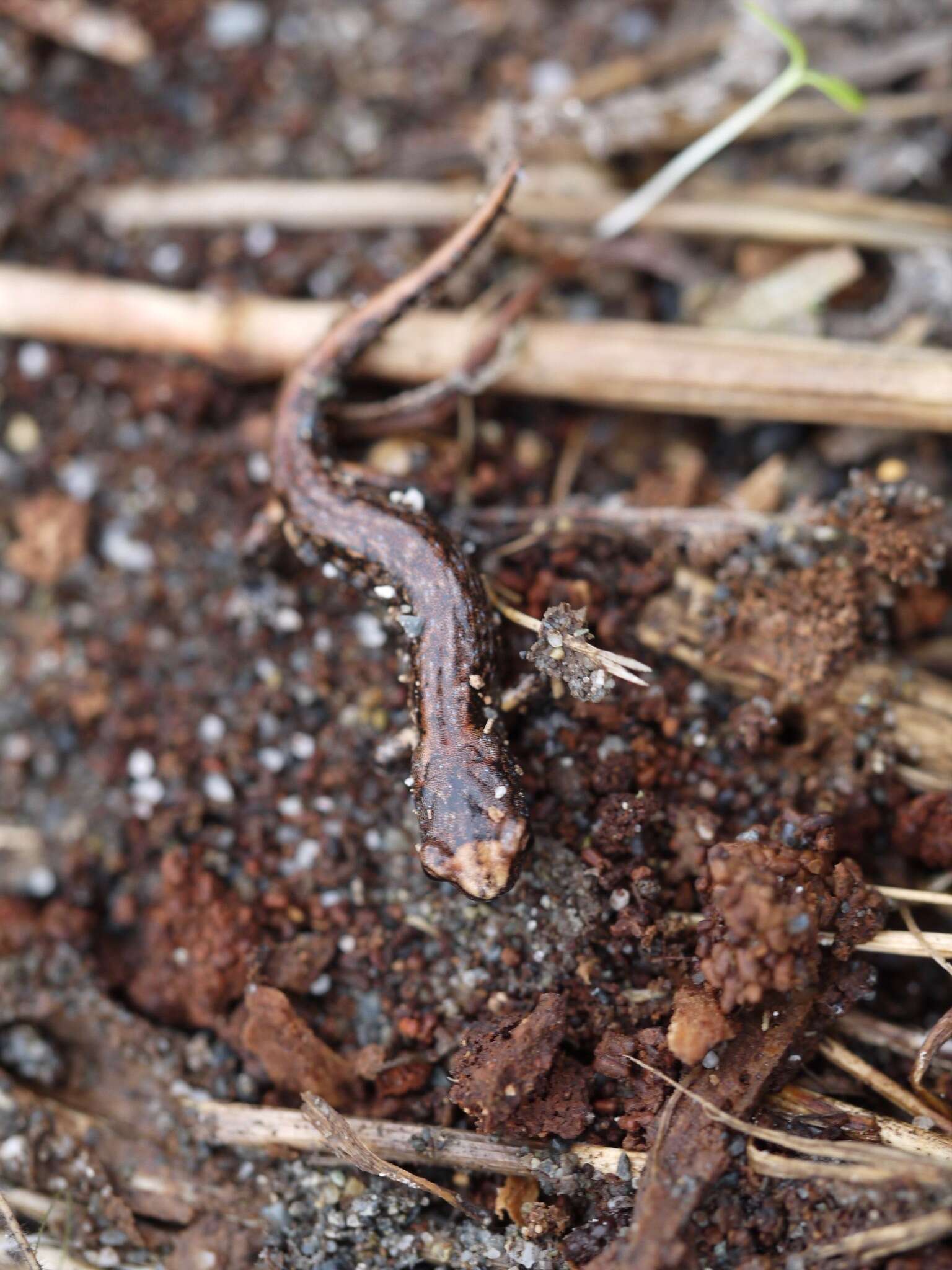 Image of Wandering Salamander