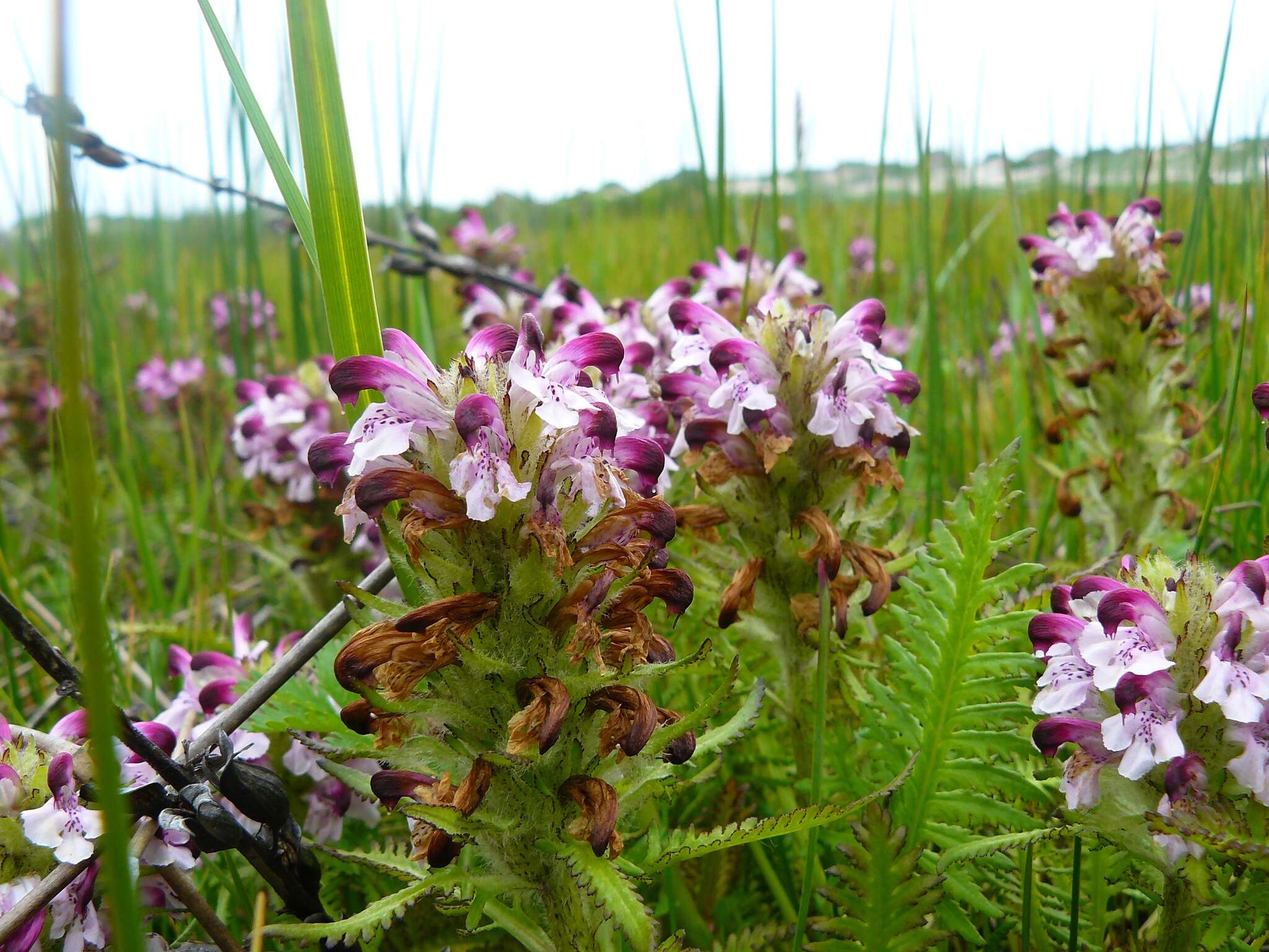 Image of Sudetic Lousewort