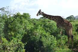 Image of Giraffa camelopardalis tippelskirchi Matschie 1898