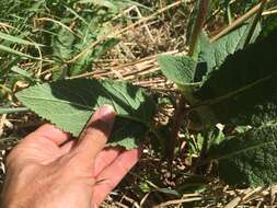 Image of wand mullein