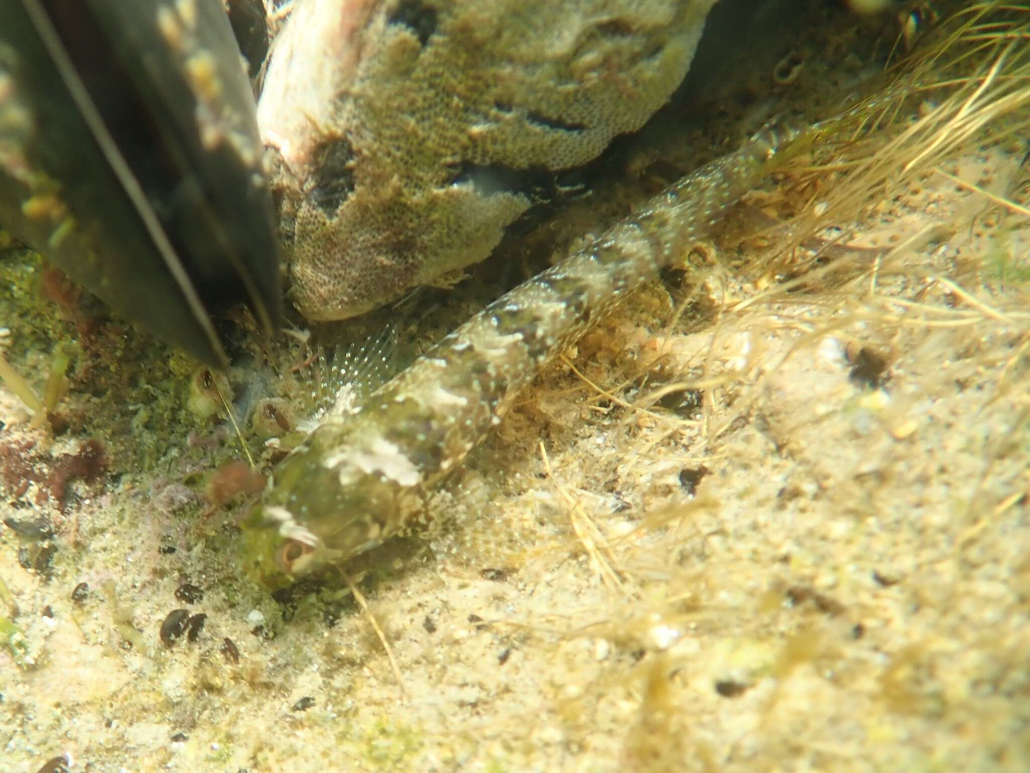 Image of Mystery blenny