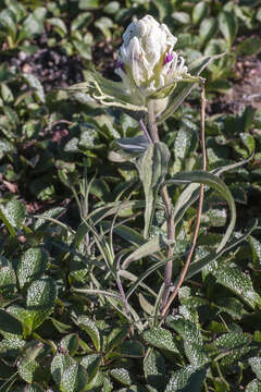 Image of Port Clarence Indian-Paintbrush