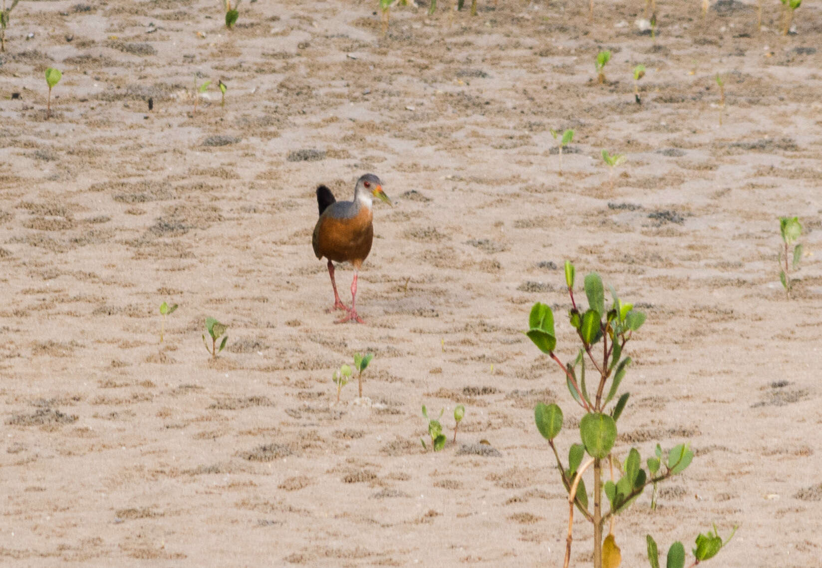 Image of Little Wood Rail