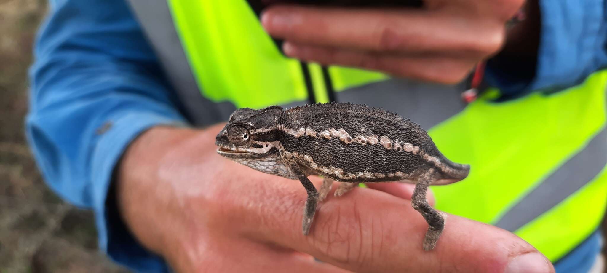 Image de Caméléon à deux bandes