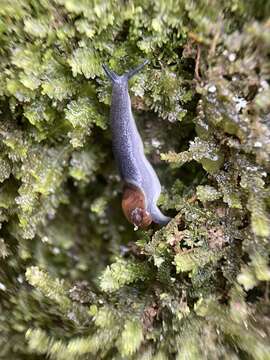 Image of reddish daudebardia