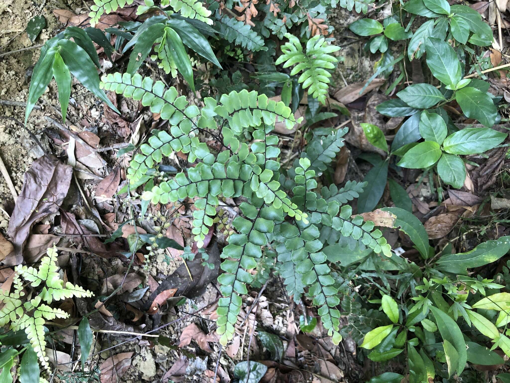 Adiantum flabellulatum L.的圖片