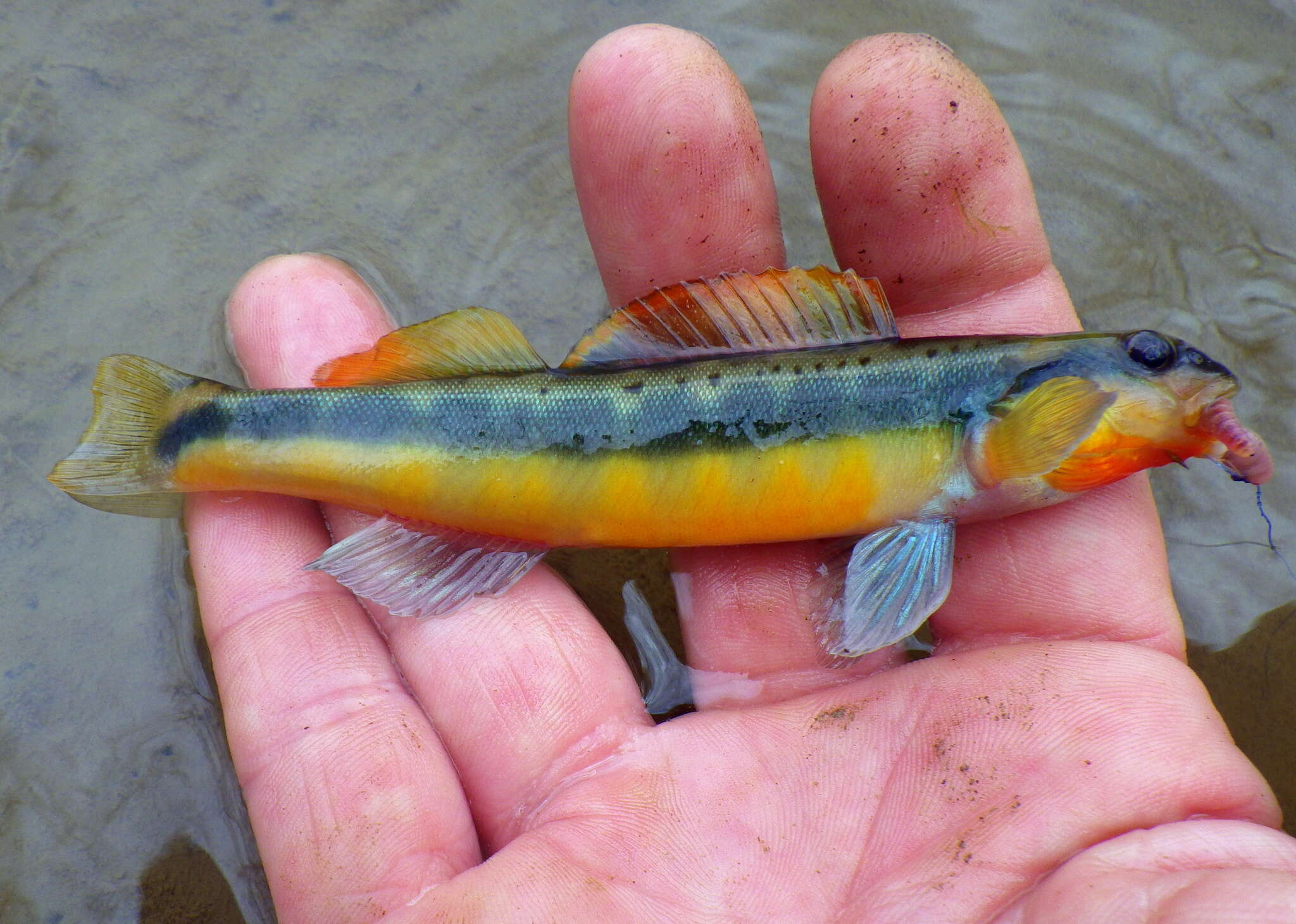 Image of Tangerine Darter