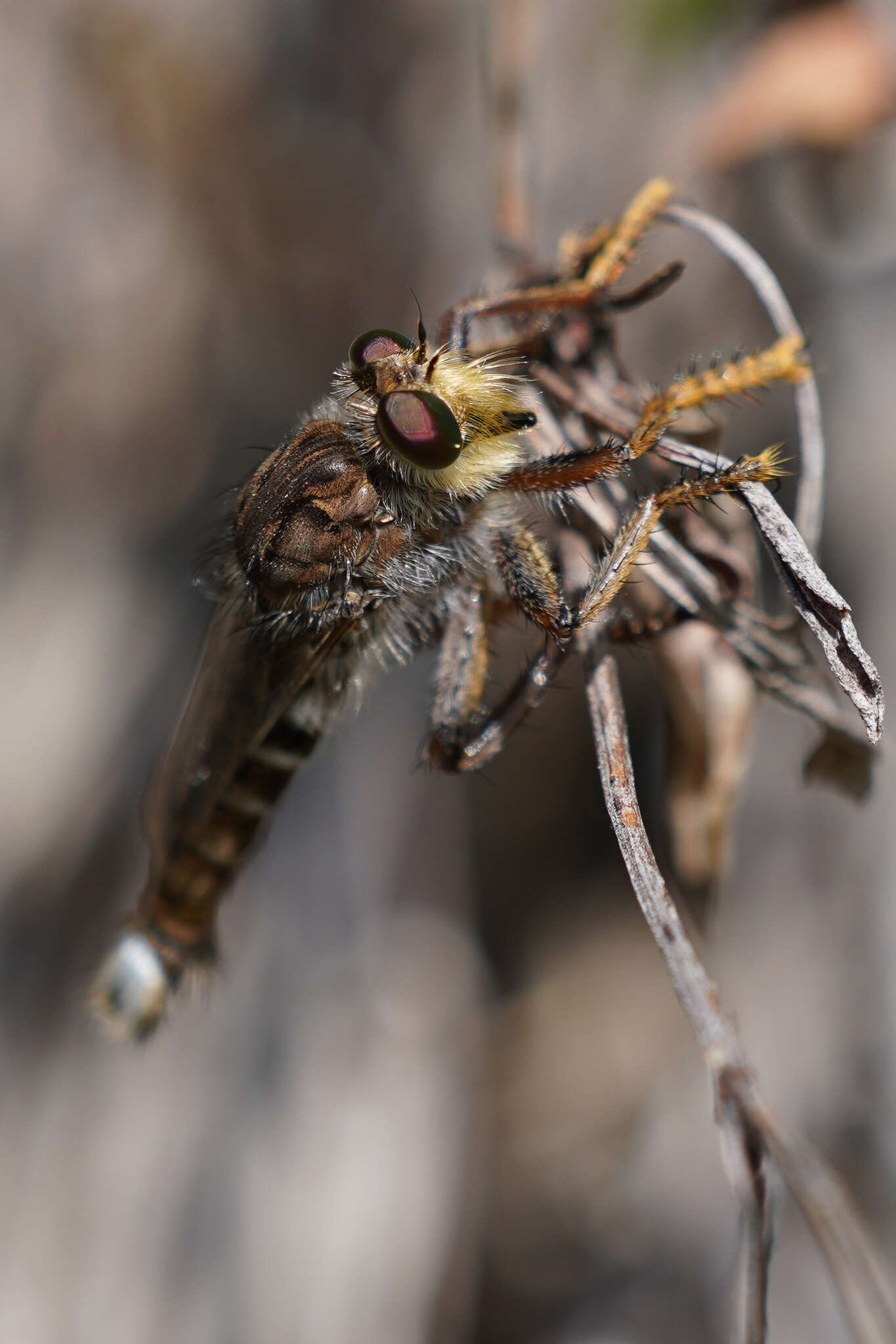 صورة Promachus dimidiatus Curran 1927