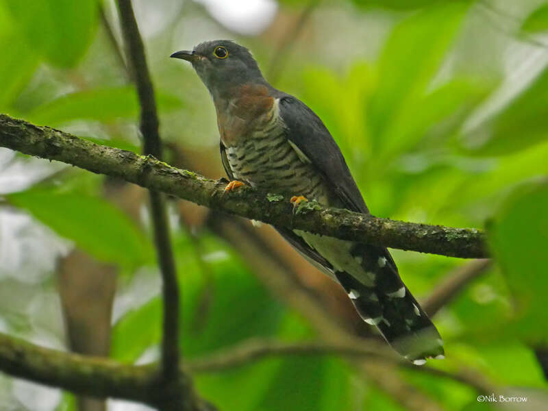 Image of Red-chested Cuckoo