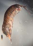 Image of Amphipod