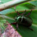 Image de Schizognathus compressicornis Ohaus 1898