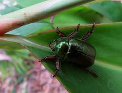 Imagem de Schizognathus compressicornis Ohaus 1898