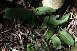 Image de Habenaria arenaria Lindl.