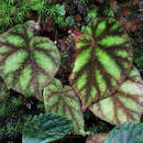 Imagem de Begonia versicolor Irmsch.