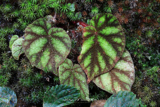 Image of Begonia versicolor Irmsch.