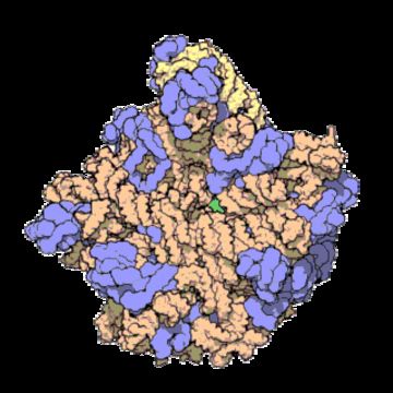 Слика од Halobacteria