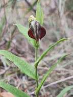 Image de Pterostylis arbuscula