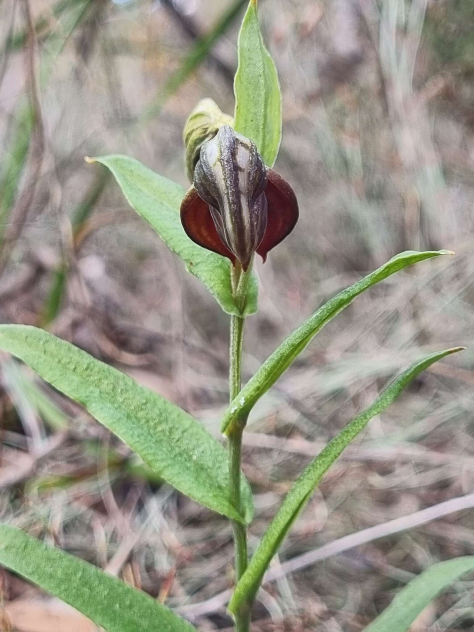 Pterostylis arbuscula的圖片