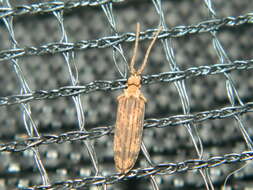 Image of Prolixocupes