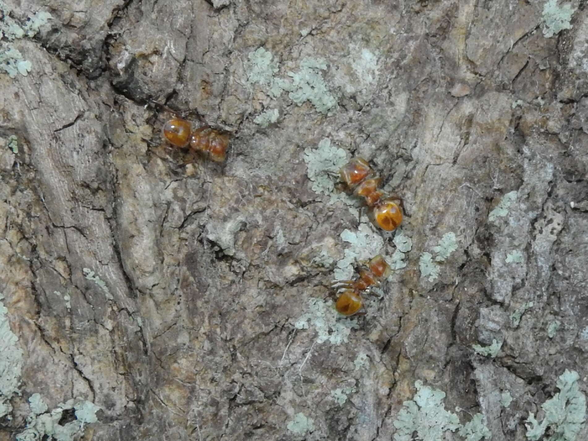 Cephalotes clypeatus (Fabricius 1804) resmi