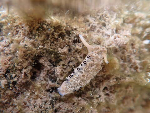 Image of Flat camouflaged slug