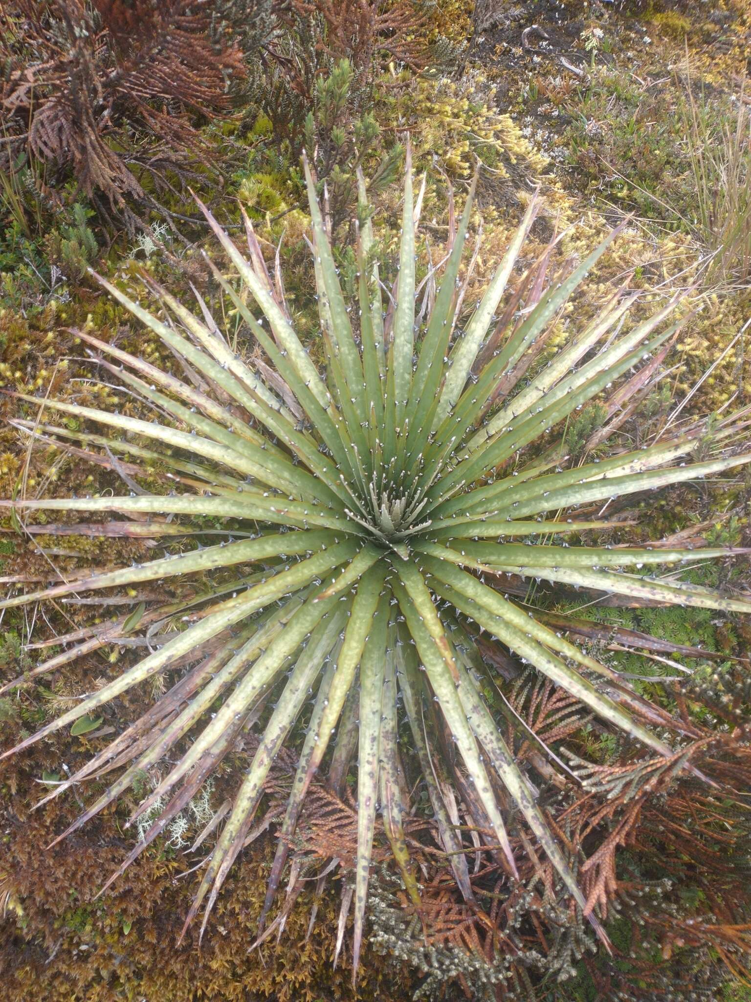 Image of Puya hamata L. B. Sm.