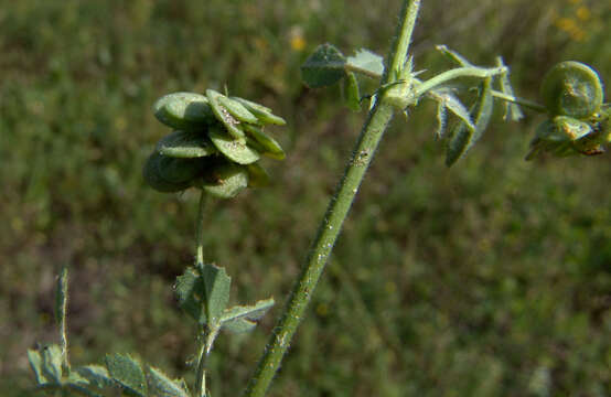 Image of Medicago tornata (L.) Mill.