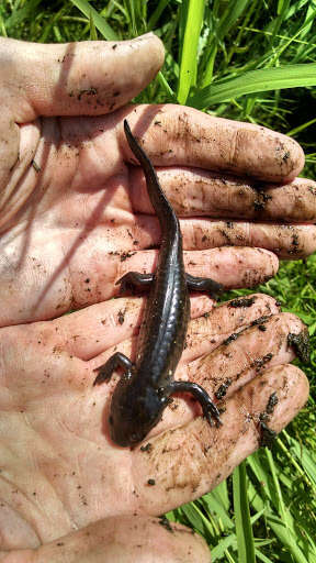 Image of Eastern Tiger Salamander