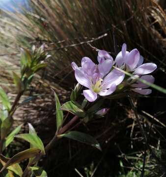 Image of Gentianella foliosa (Kunth) Fabris.