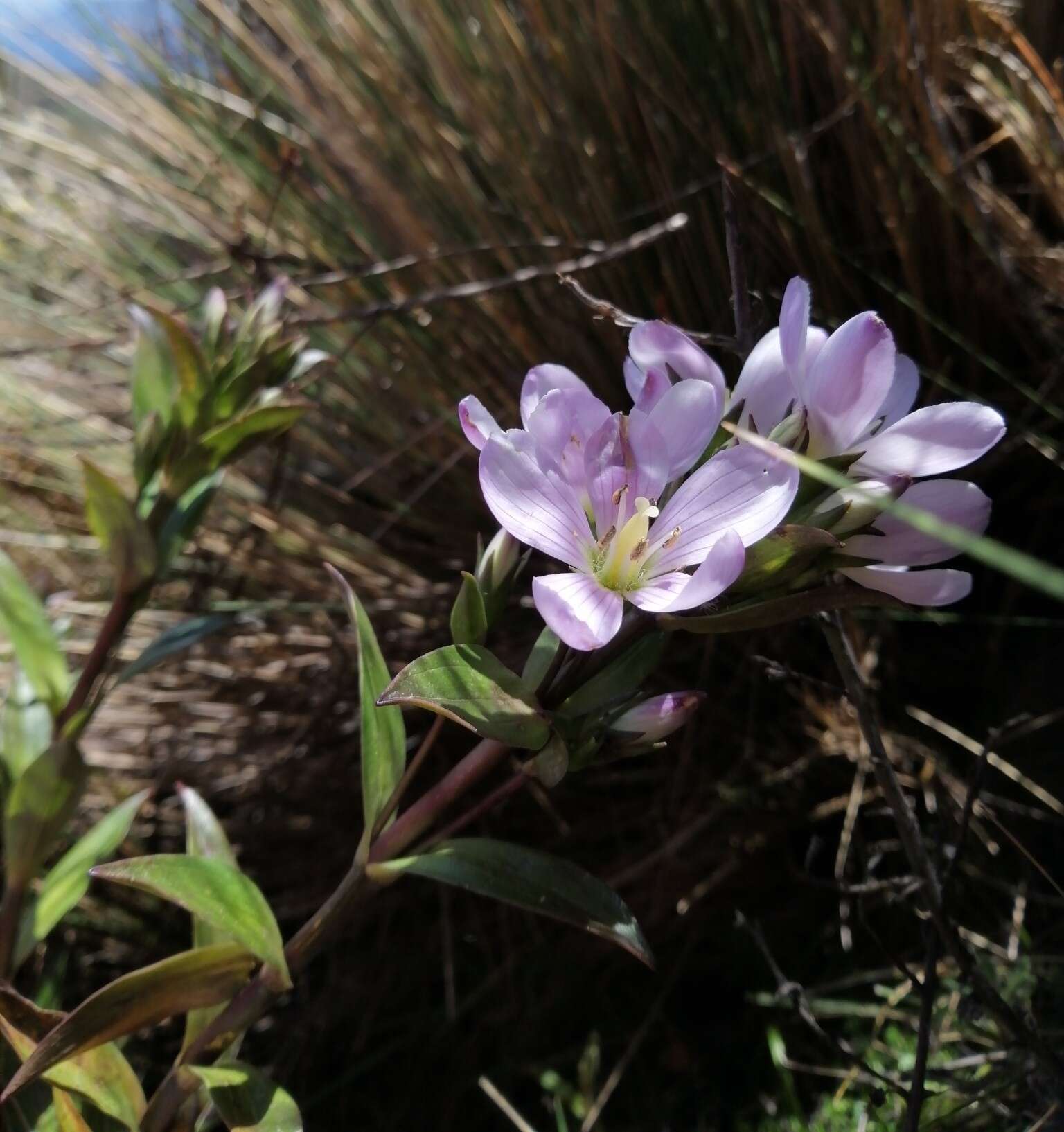 صورة Gentianella foliosa (Kunth) Fabris.