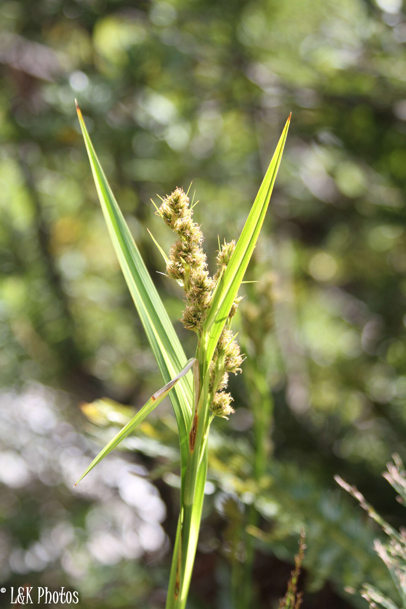 Plancia ëd Carpha glomerata Nees