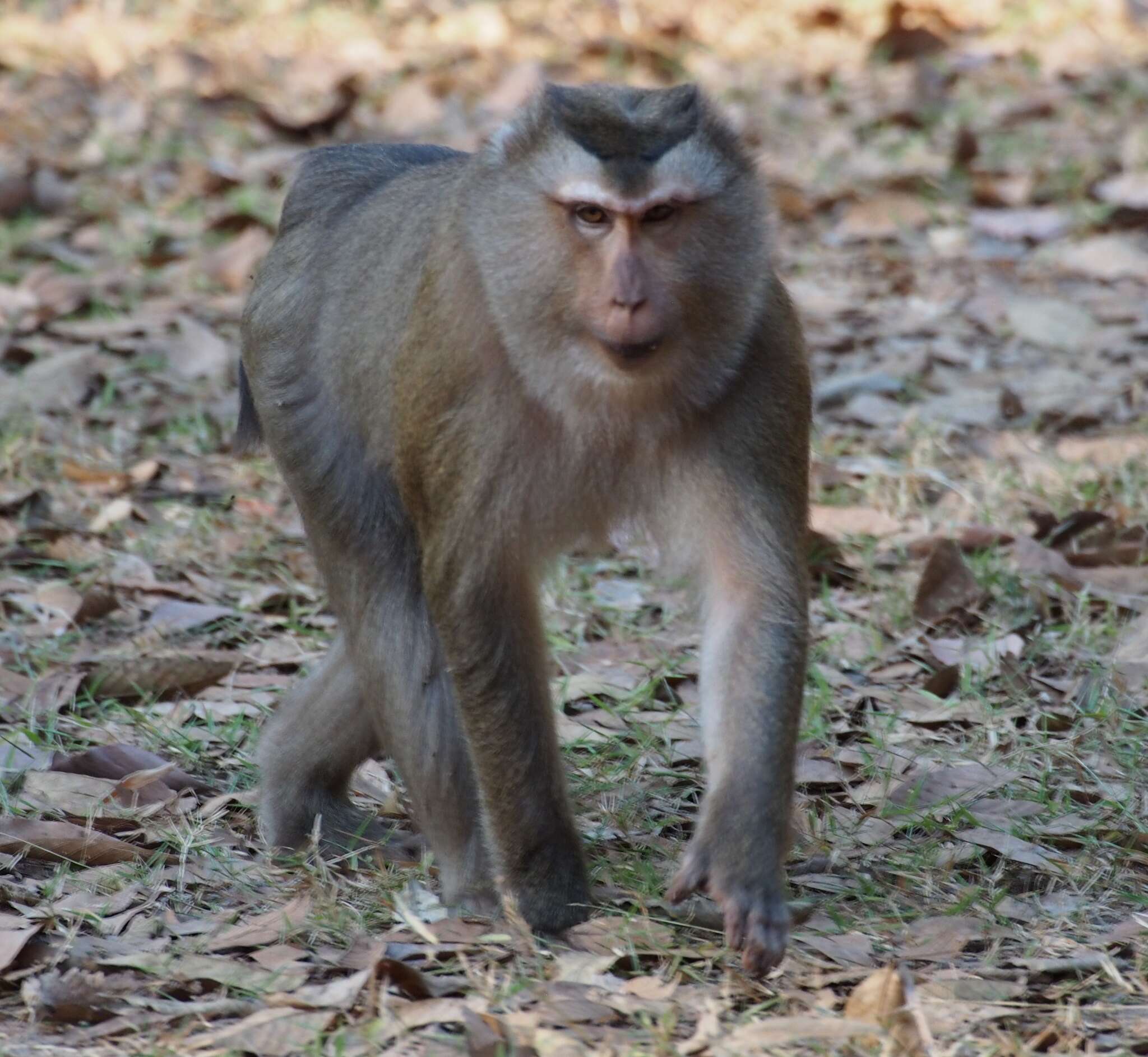 Image of Northern Pig-tailed Macaque