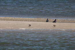 Image of Calidris alpina hudsonia (Todd 1953)