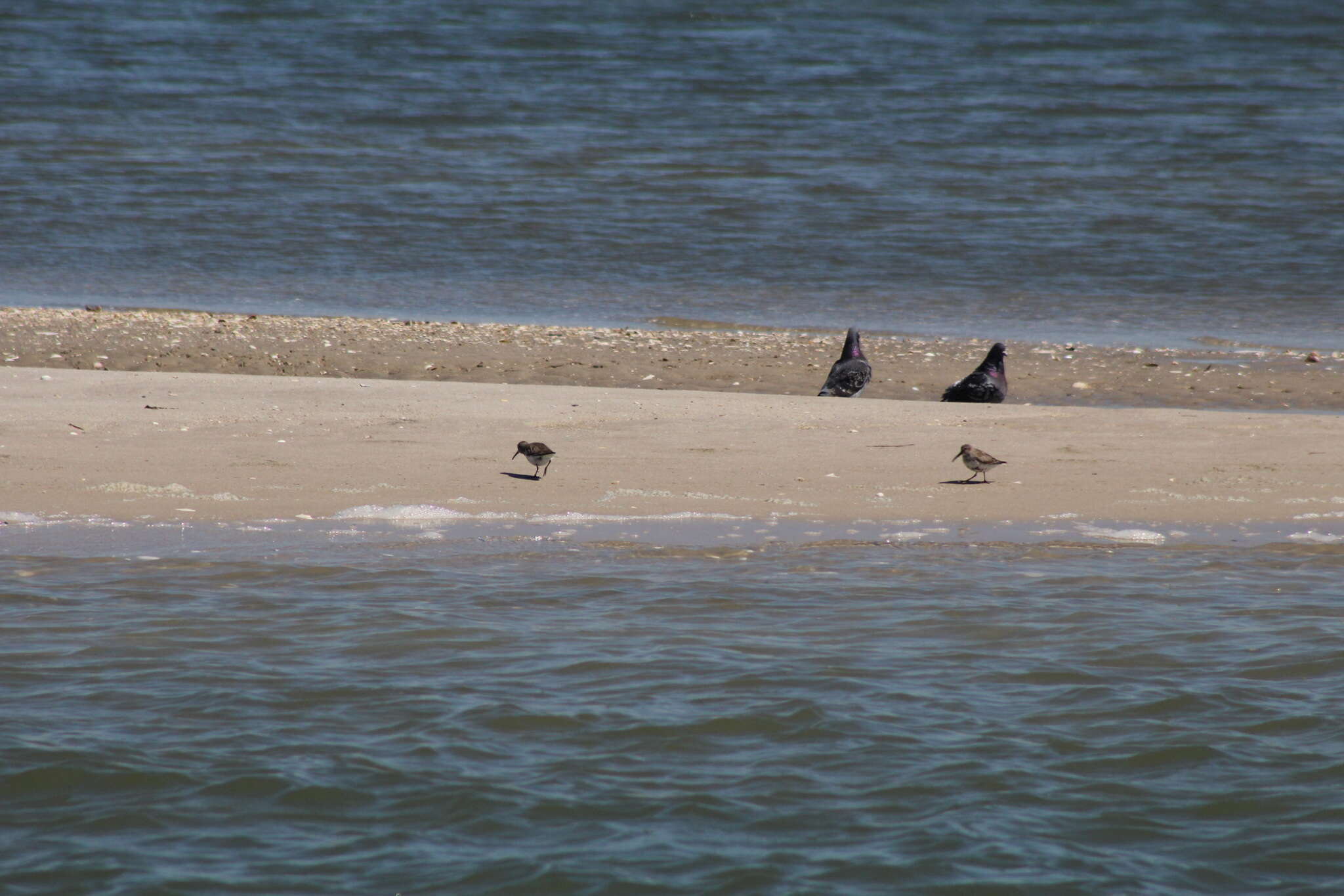 Image of Calidris alpina hudsonia (Todd 1953)