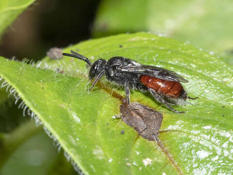 Image of Sphecodes ruficrus (Erichson 1835)