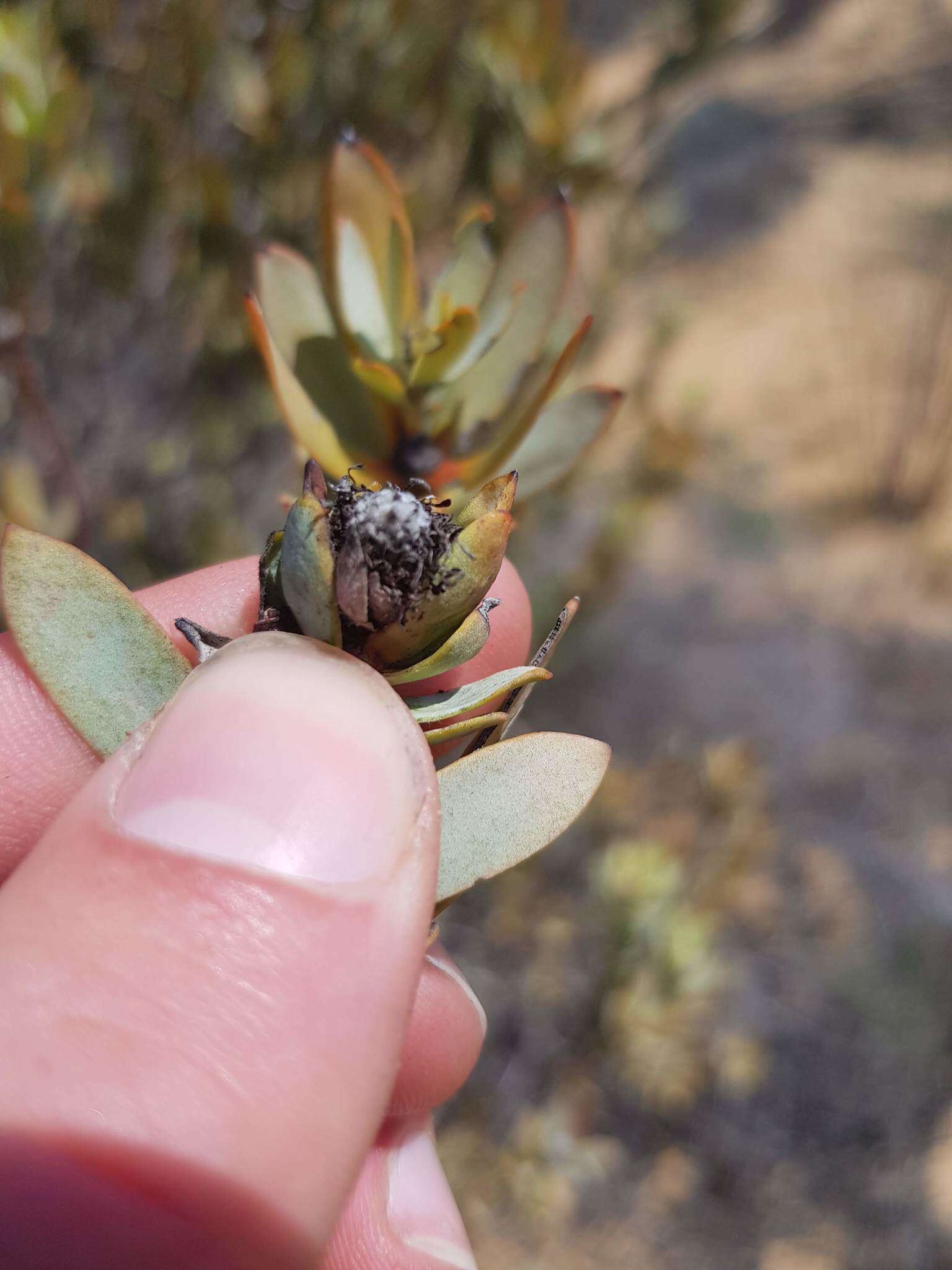 Image of Ivory conebush