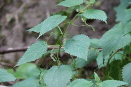 Imagem de Urtica morifolia Poir.