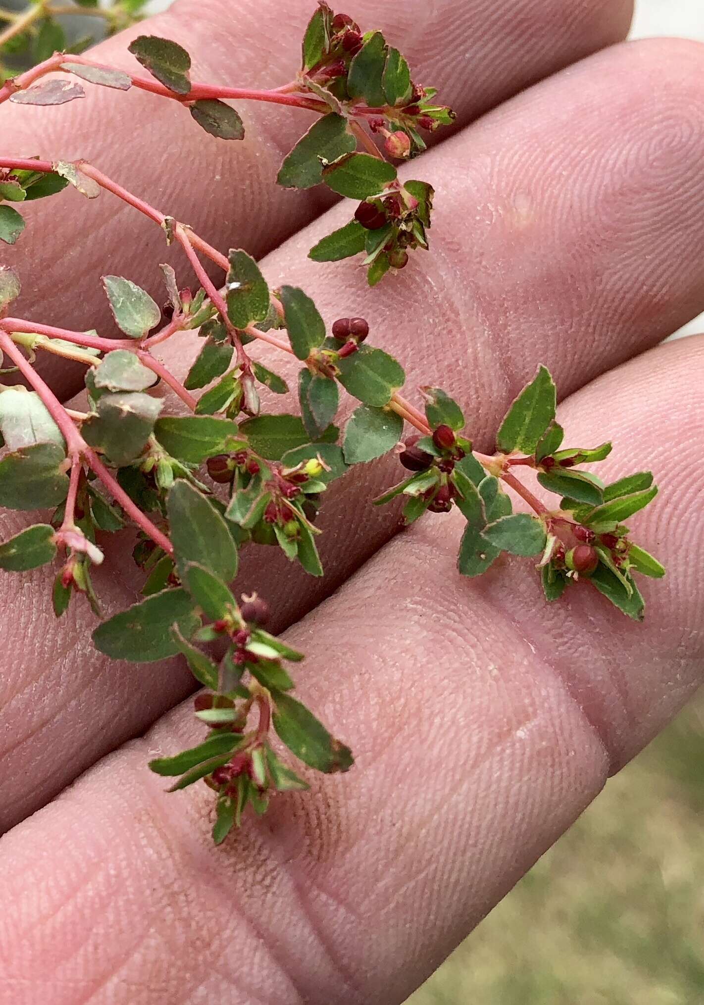 Image de Euphorbia vermiculata Raf.