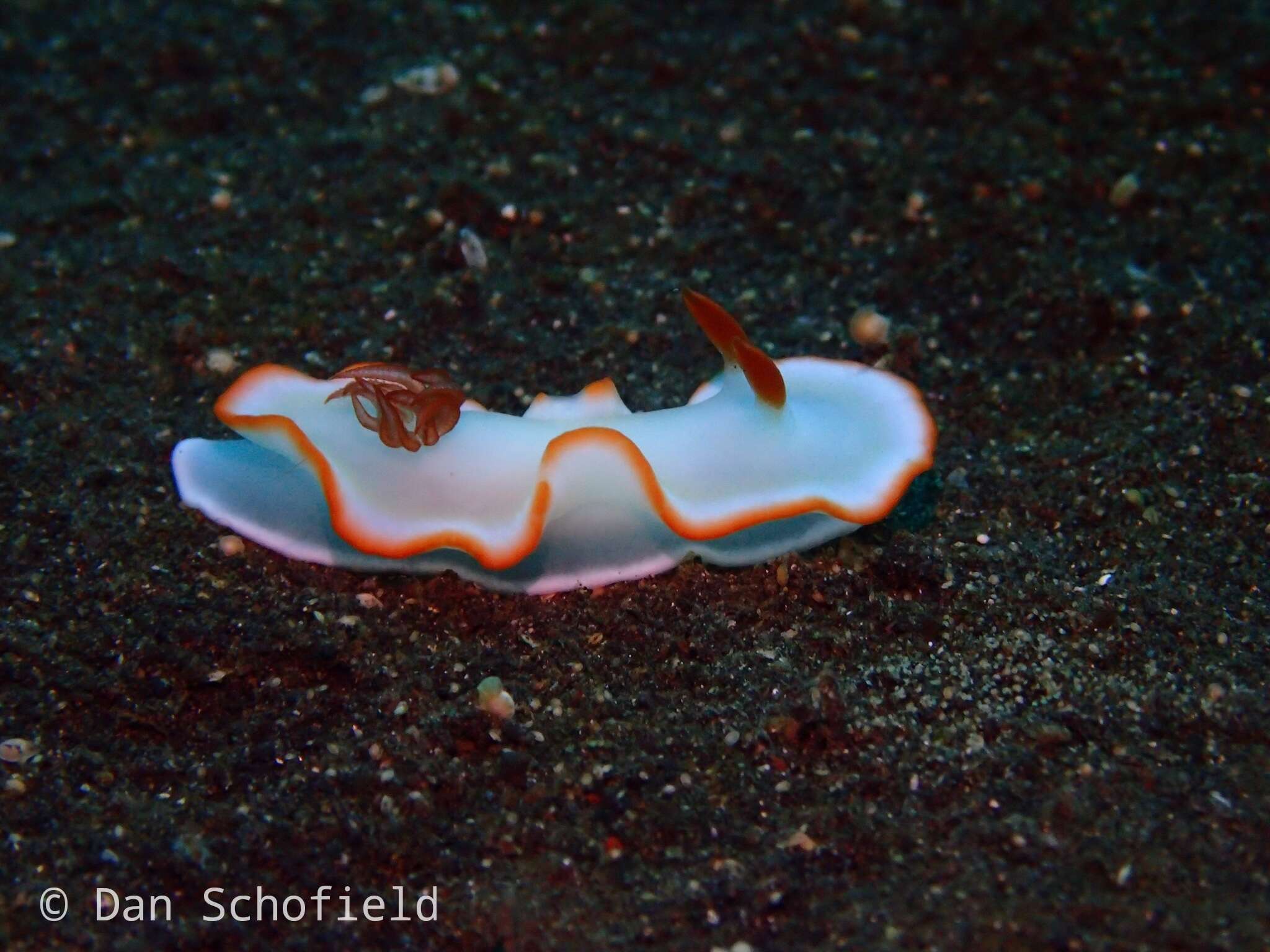 Image of Ardeadoris averni (Rudman 1985)