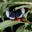 Heliconius cydno chioneus Bates 1864 resmi