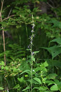 Image of Asyneuma japonicum (Miq.) Briq.