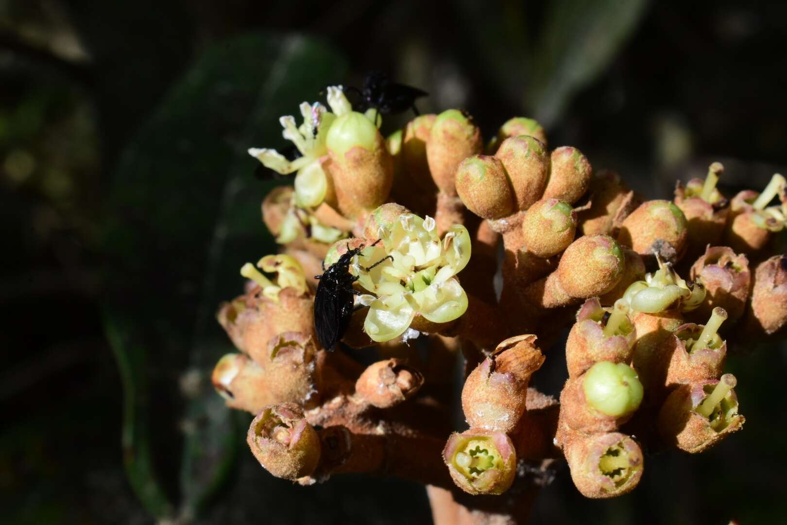 صورة Miconia lanceolata (Desr.) DC.